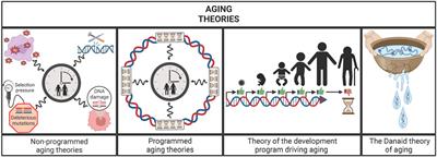 The hallmarks of aging as a conceptual framework for health and longevity research